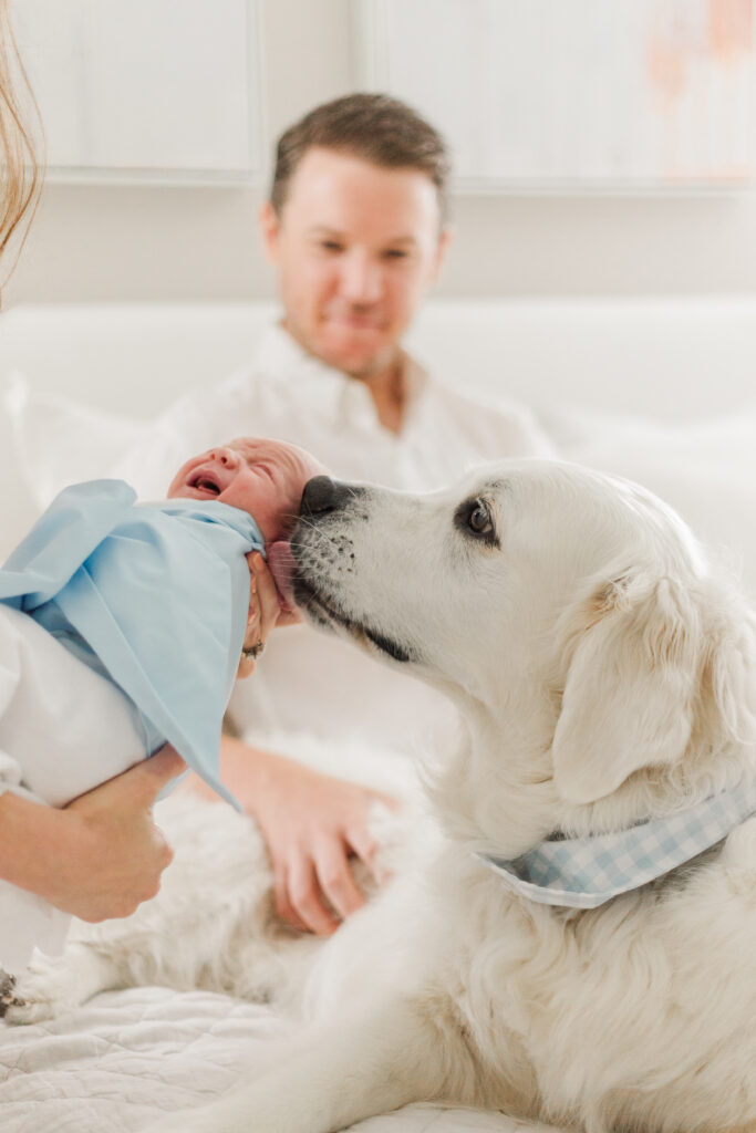 dog licking and newborn in Dallas TX